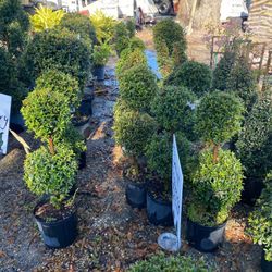 Small Topiary