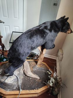 Oso grande disecado