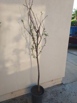 Plum tree