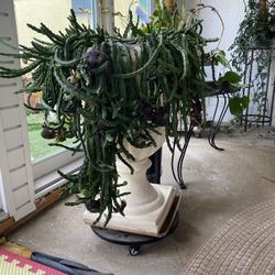 Huge Pot With Flowers/ Currently In Bloom/ Stapelia Drandiflora And Stapelia Star Fish