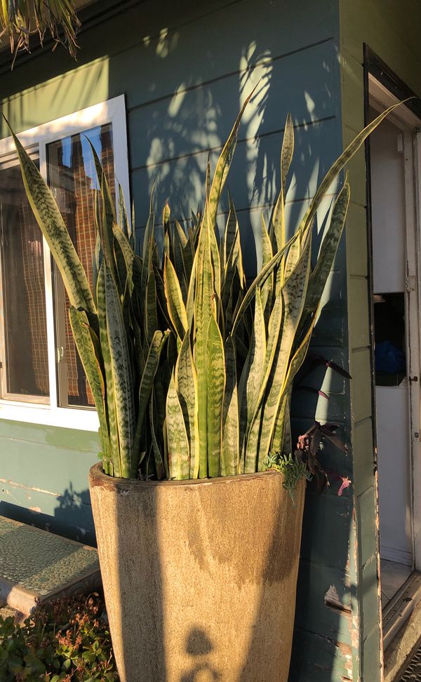 Very large snake plant for Sale in Anaheim, CA - OfferUp