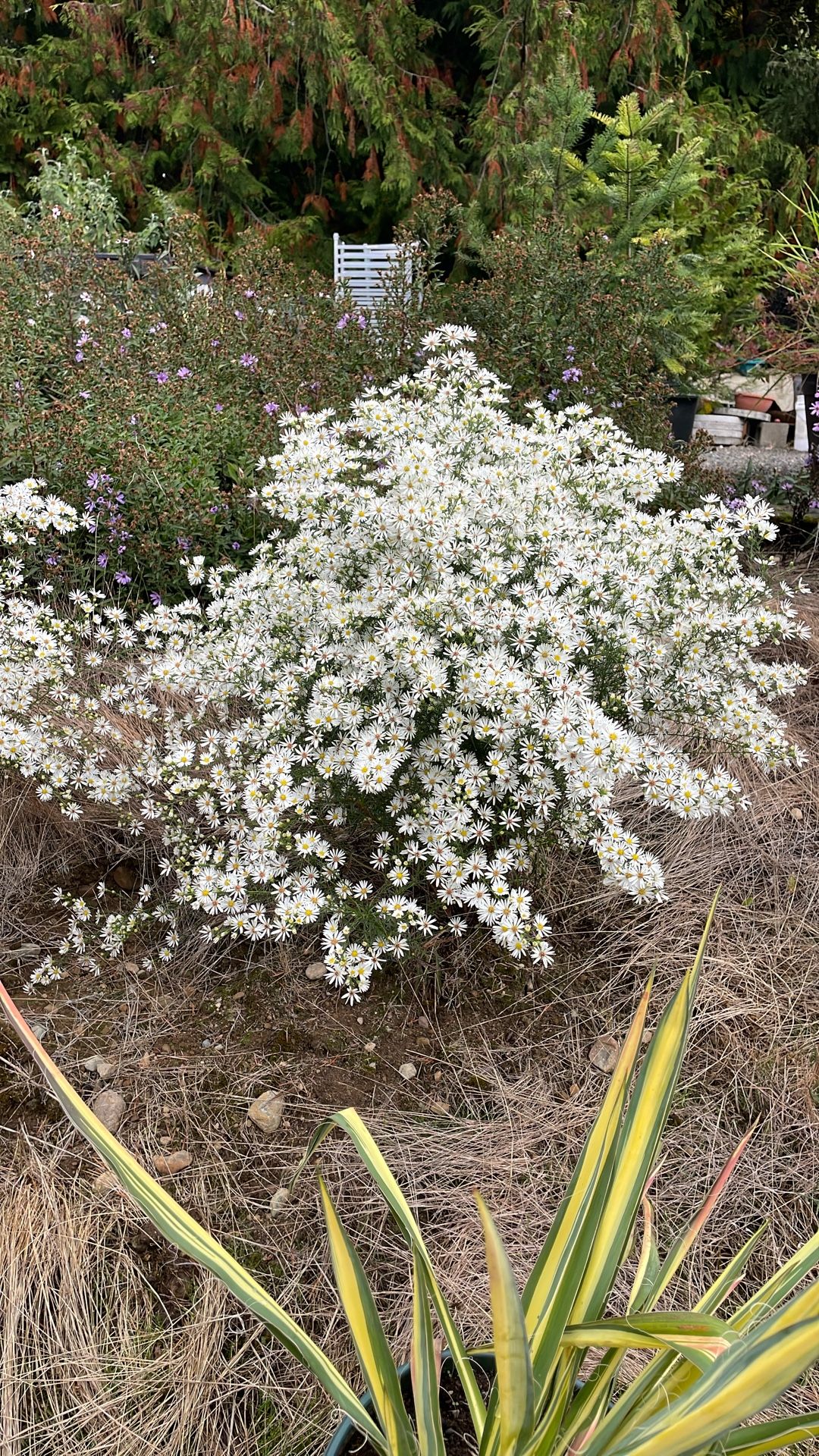 Olearia Nernstii