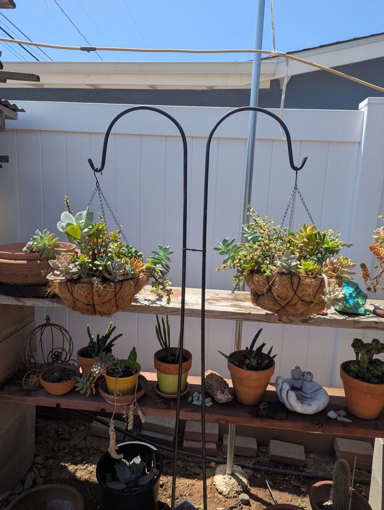 2 Hanging Baskets Full Of Succulents $29 Each $39 With Hook Ea.