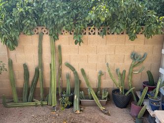 Fresh Cactus Cuttings – Mexican Fence Post, Peruvian Apple, Prickly Pear & Columnar Cactus