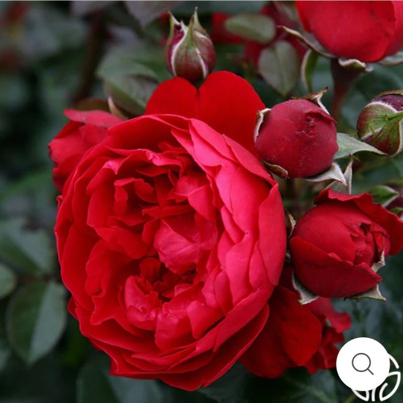 Florentina Climbing Rose Plant in 1 Gallon Pot. Pick Up In Millbrae. 