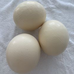 OSTRICH EGGS EMPTY