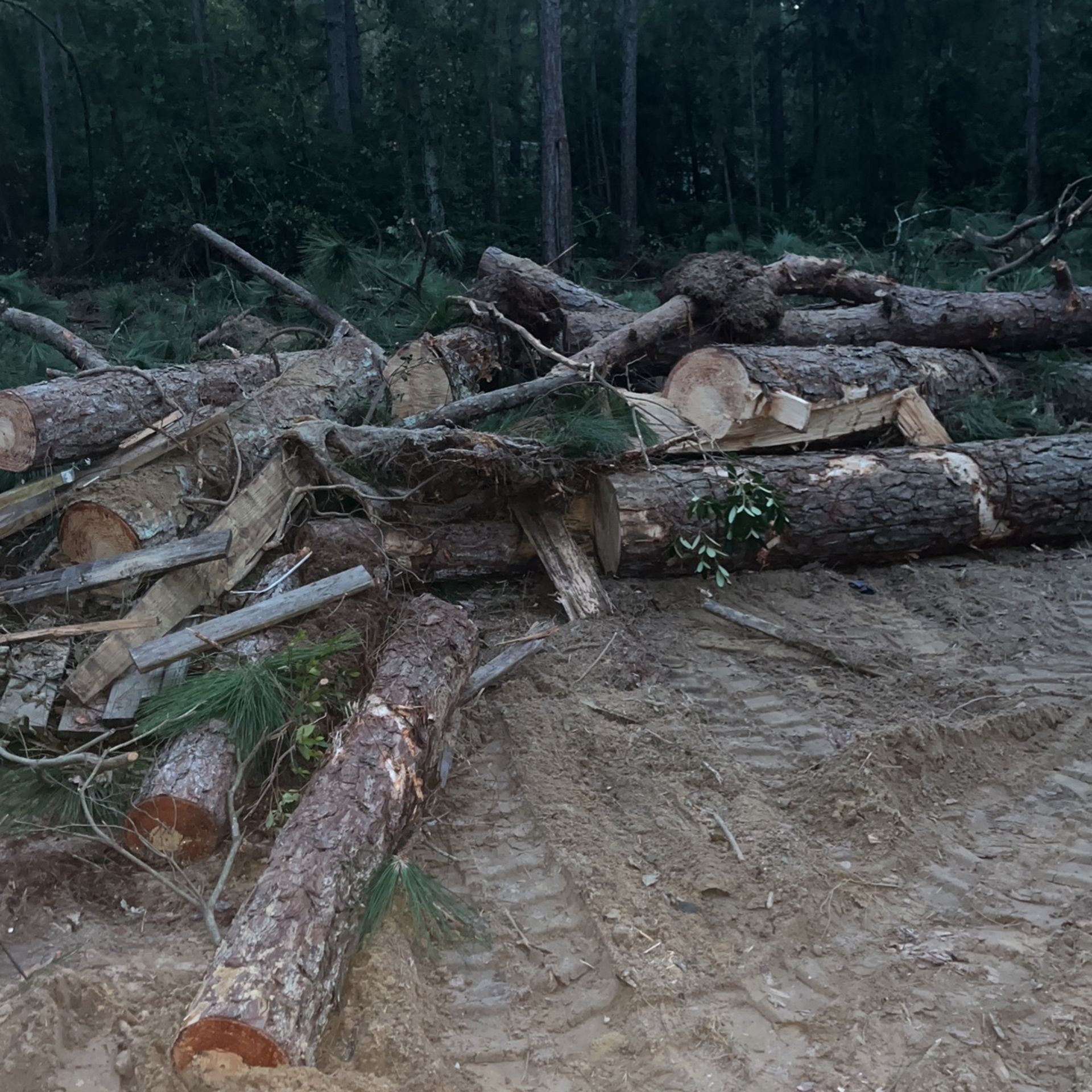 Pine Logs Free