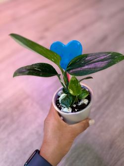 Monstera Standleyana