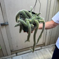 8” monkey tail cactus