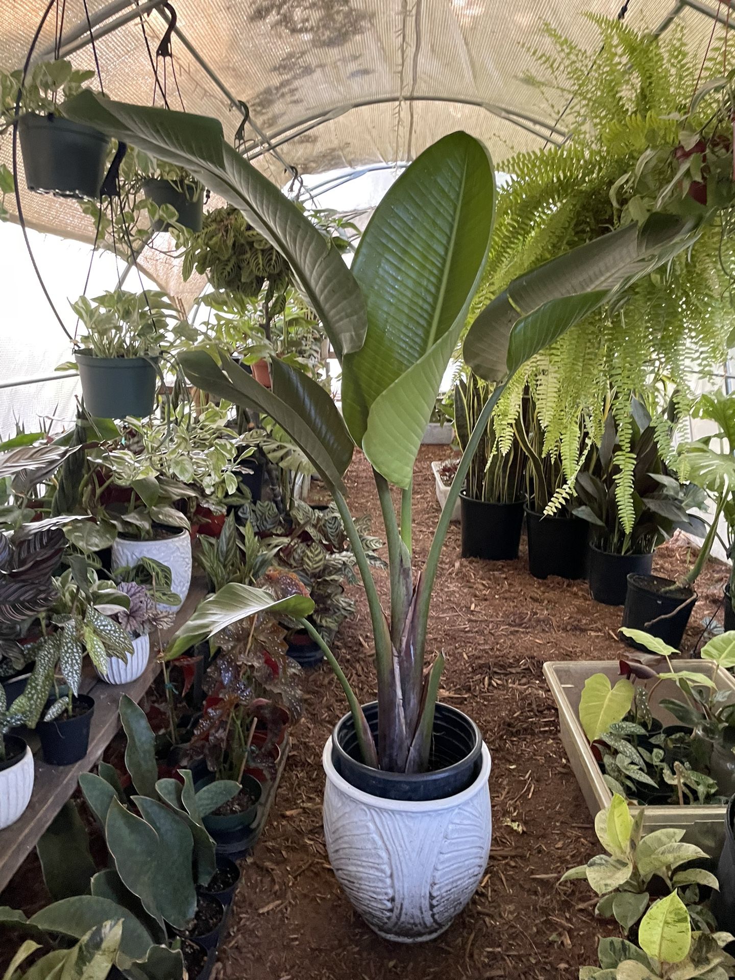 4.5 to 5ft (10” pot) white bird of paradise, exact plant; ceramic pot not included; 95820