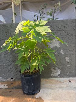 Papaya plants