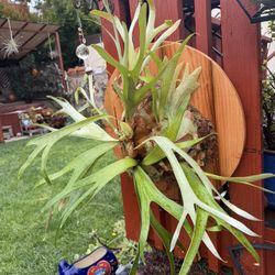 Healthy Staghorn Fern On Redwood Circle 