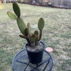 Cinnamon Bunny Ears Cactus 