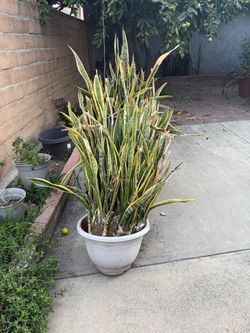 Snake plant