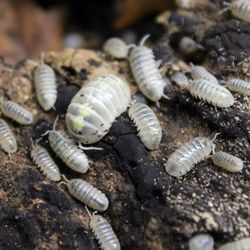 Isopod enclosure