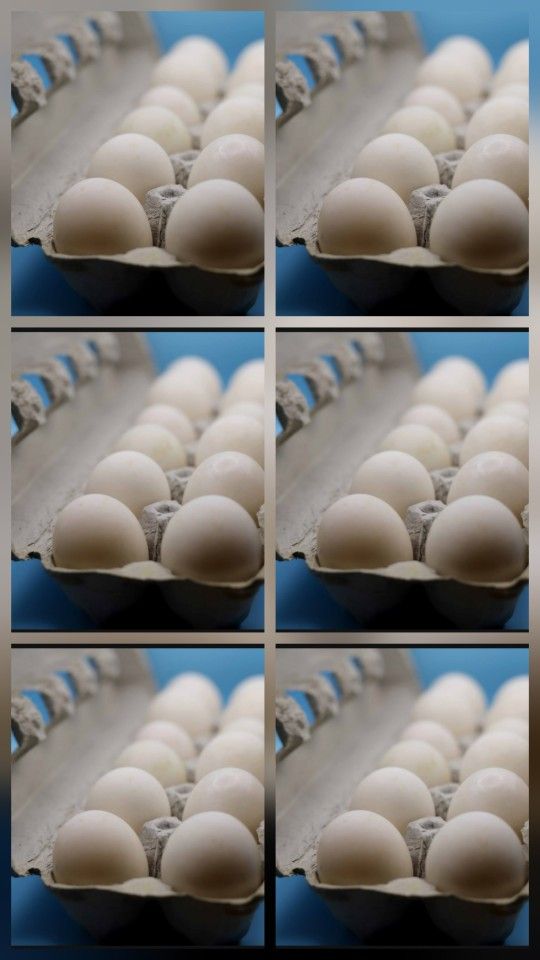 Buy 5 Dozen Duck Eggs Get 1 Dozen Free