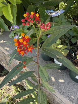 Milk Weed Butterfly