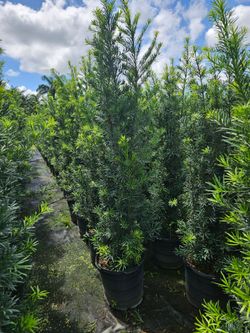podocarpus  over 7 feet tall Instant Privacy Hedge For Fence Green Full Ready for planting