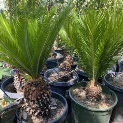 sago palm 
