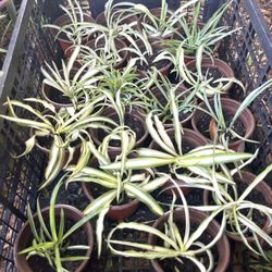 Spider Plants