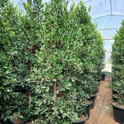 Ficus Nitida 9ft Tall 25 Gallons