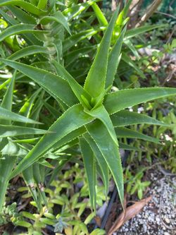 Climbing aloe