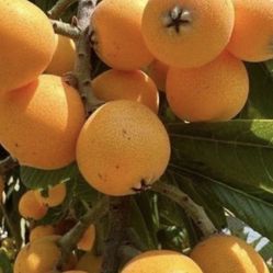 Níspero Loqat 2-4ft mejor oferta best offer