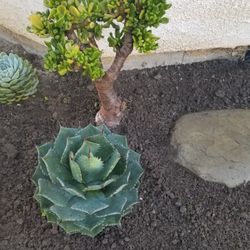  Agave parryi cactus  4"-6" diameter - $10 ea. or 3 for $25