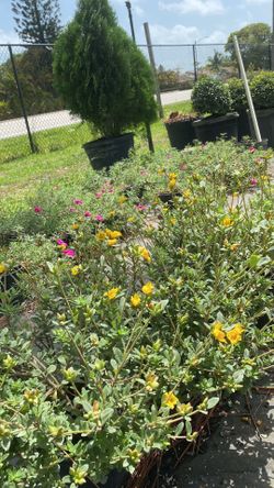 Colorful 1-Gallon Portulaca Plants — Only $5 Each!