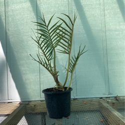 Gigantic 8” Philo tortums