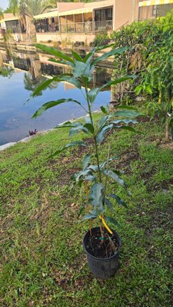Lemon Zest Mango Tree