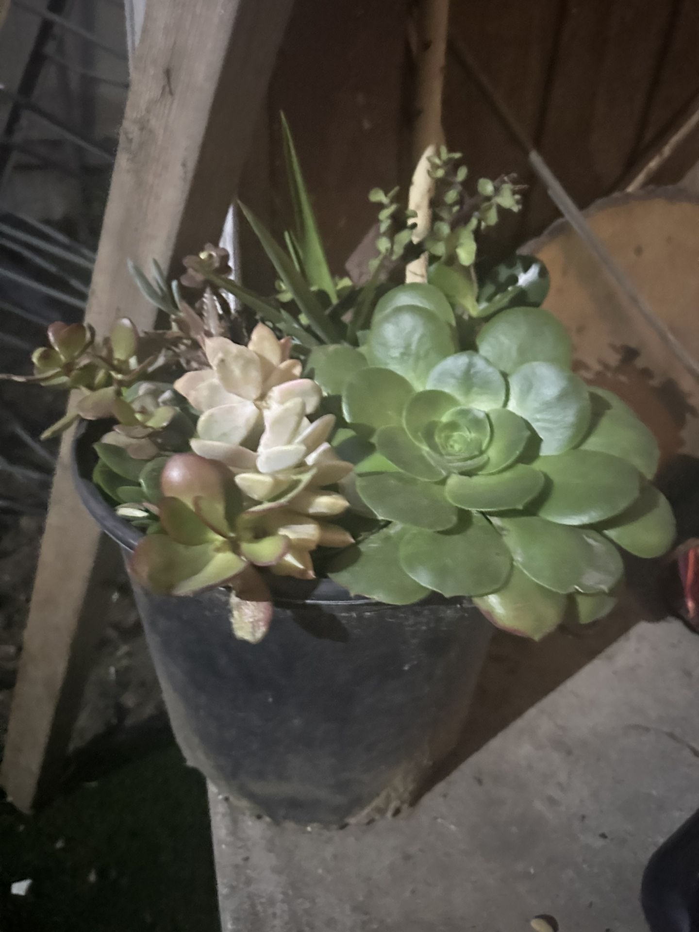 succulents in large pot