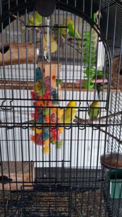 Cotorritos