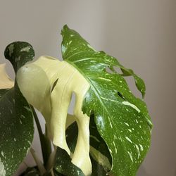 Varigated Albo Monstera Thai Constellation