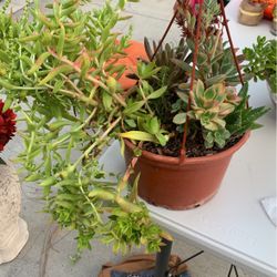 Succulents 