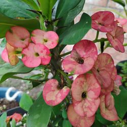 Crown Of Thorns Corona De Espinas Plant 
