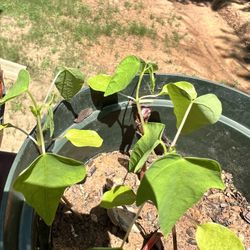 Papaya Saplings 3 For 3$