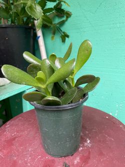 Jade Suculent