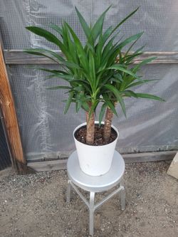 Spineless Yucca Plant 10" Nursery Pot