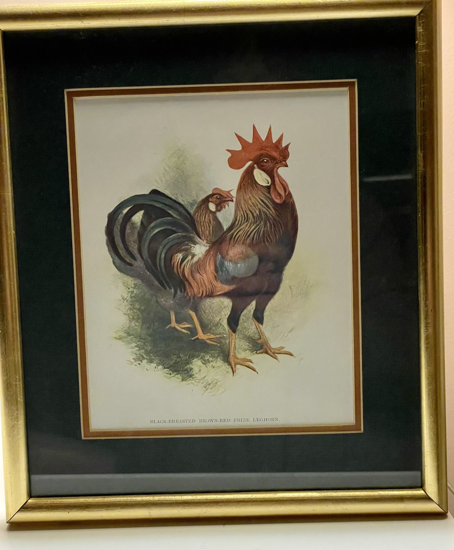 Harrison Fisher print titled “ black breasted brown – red prize leghorn”