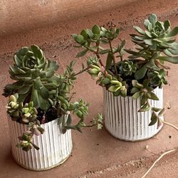 Plants