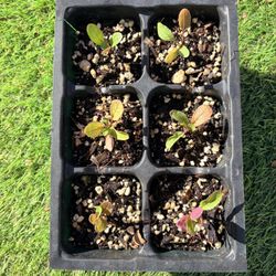 Arugula Seedlings For Vegetable Garden 