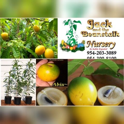 Abiu Trees 3gal Arboles De Pauteria Caimito 3gal