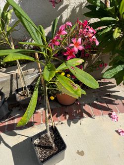 Plumeria 3ft tall