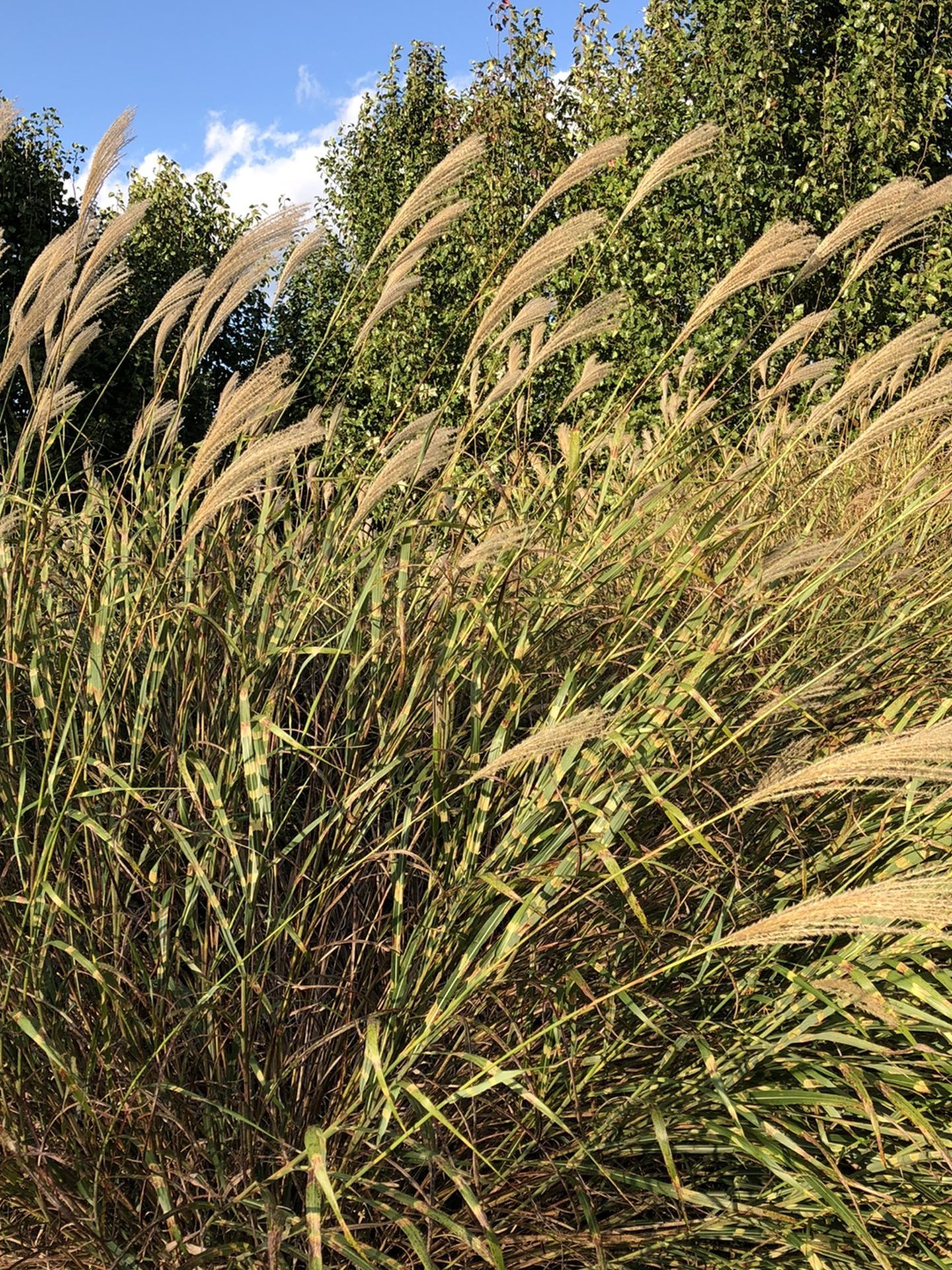 Ornamental Grass (Zebra Grass)