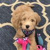 Charlie