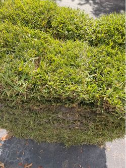 Fresh Sod • Fresco Césped