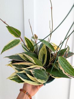 Hoya Macrophylla Variegated Plant 6" Pot - Indoor House Plants