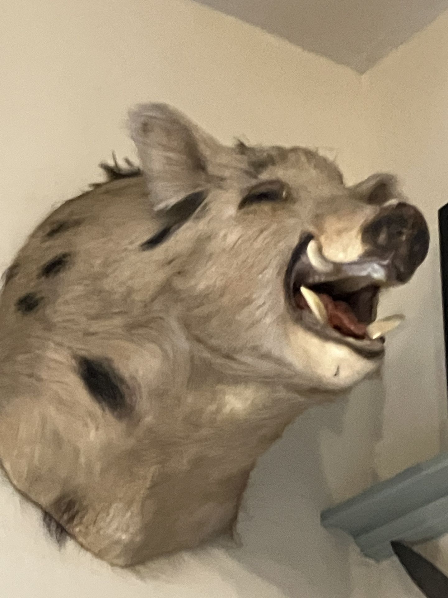 Boars Head Taxidermy