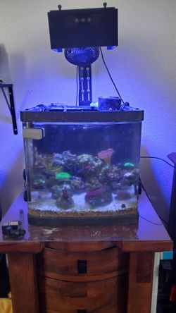 6g biocube saltwater aquarium